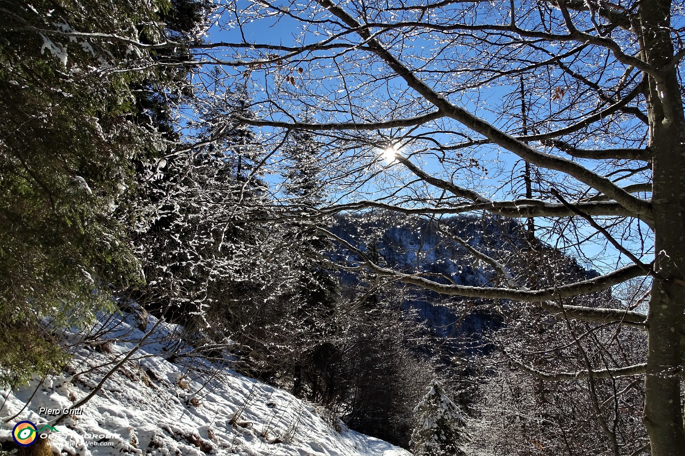 32 Il sole comincia a sciogliere la neve sulle piante.JPG